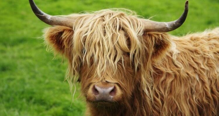 Tadeus Alpenbiohof (oua_26590975_image)