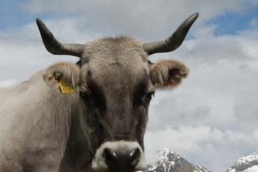 Biohof Edi & Silvia Hess (oua_26619151_image)