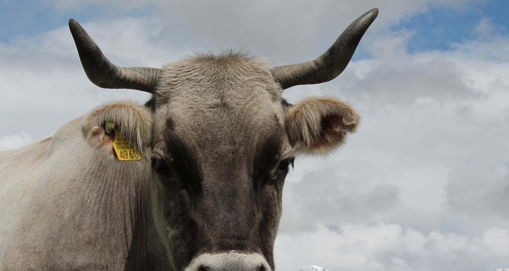 Biohof Edi & Silvia Hess (oua_26619151_image)