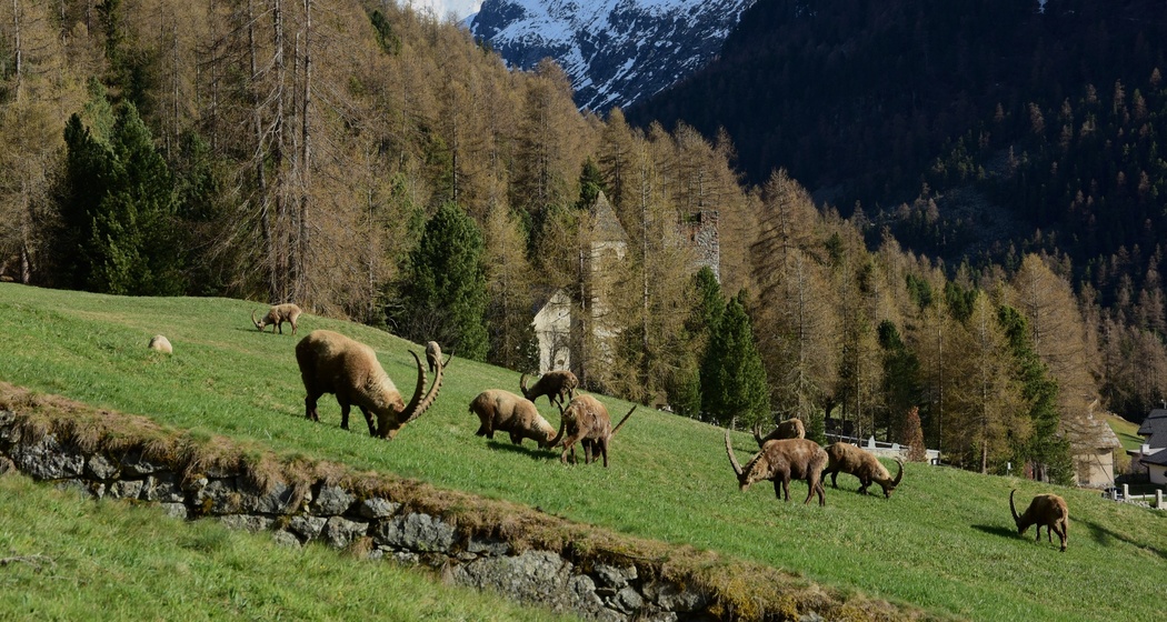 Steinböcke im Frühling oberhalb von Pontresina