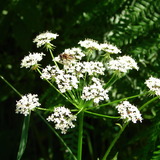 Senda historica - Brigels Survitg (adatto per carrozzine) (oua_27152412_image)