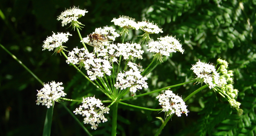 Senda historica - Brigels Survitg (Kinderwagentauglich) (oua_27152412_image)