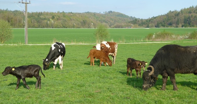 Bolderhof (oua_27157249_image)