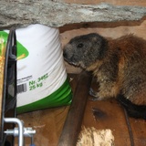 Fase 2: Sì, che cos'è?