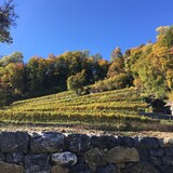The highest vineyard in Eastern Switzerland - Vineyard Portaser near Pfäfers