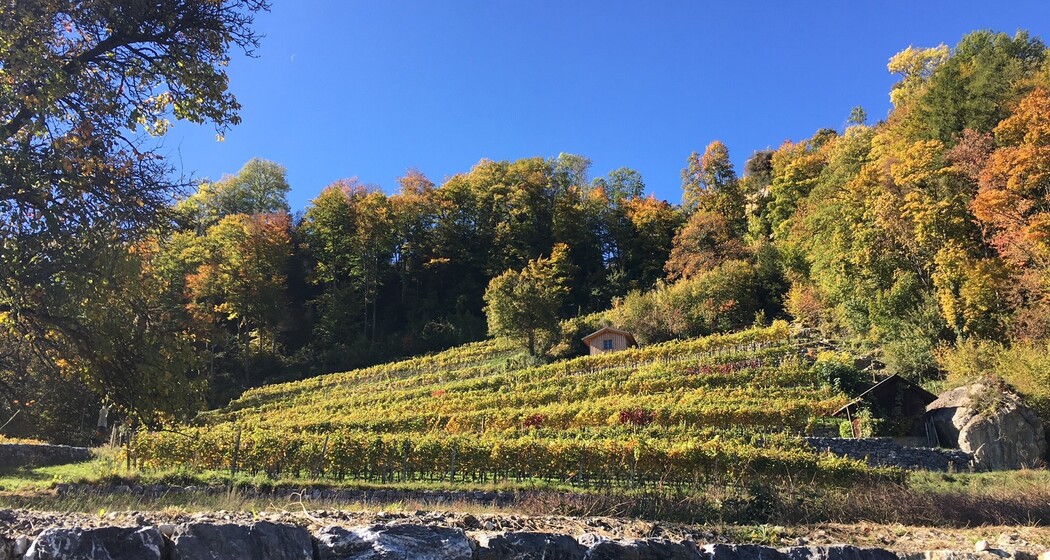 Der höchste Rebberg der Ostschweiz - Rebberg Portaser bei Pfäfers