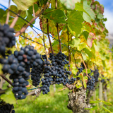 Vignobles dans la Bündner Herrschaft