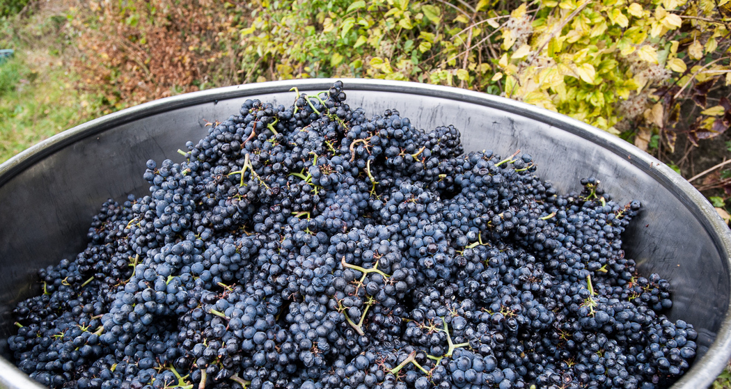 Unterwegs in der kleinen Region der grossen Weine.