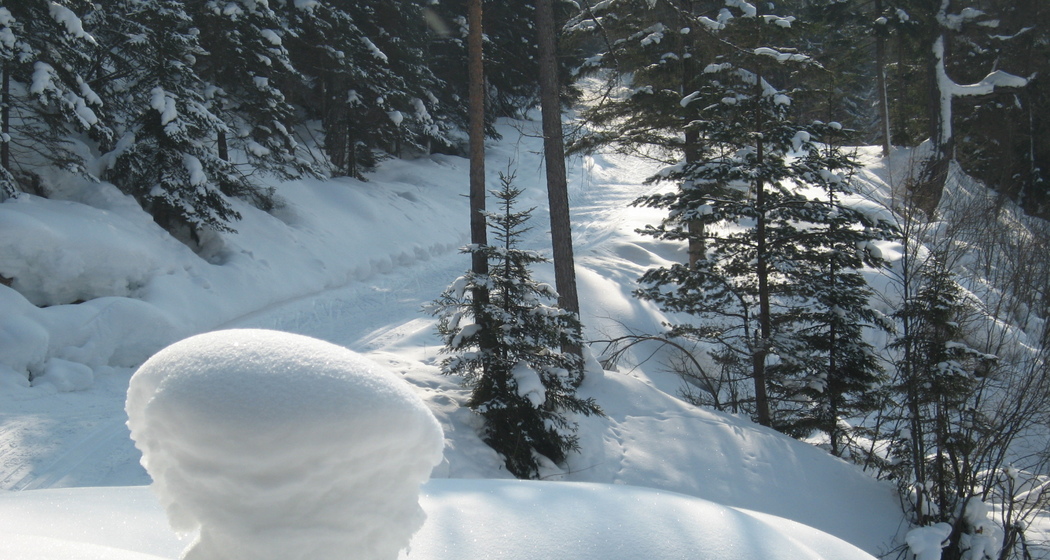 Tiefverschneite Wälder warten auf Langlauffans