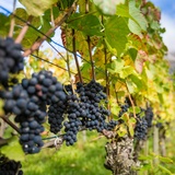 Rebberg in der Bündner Herrschaft