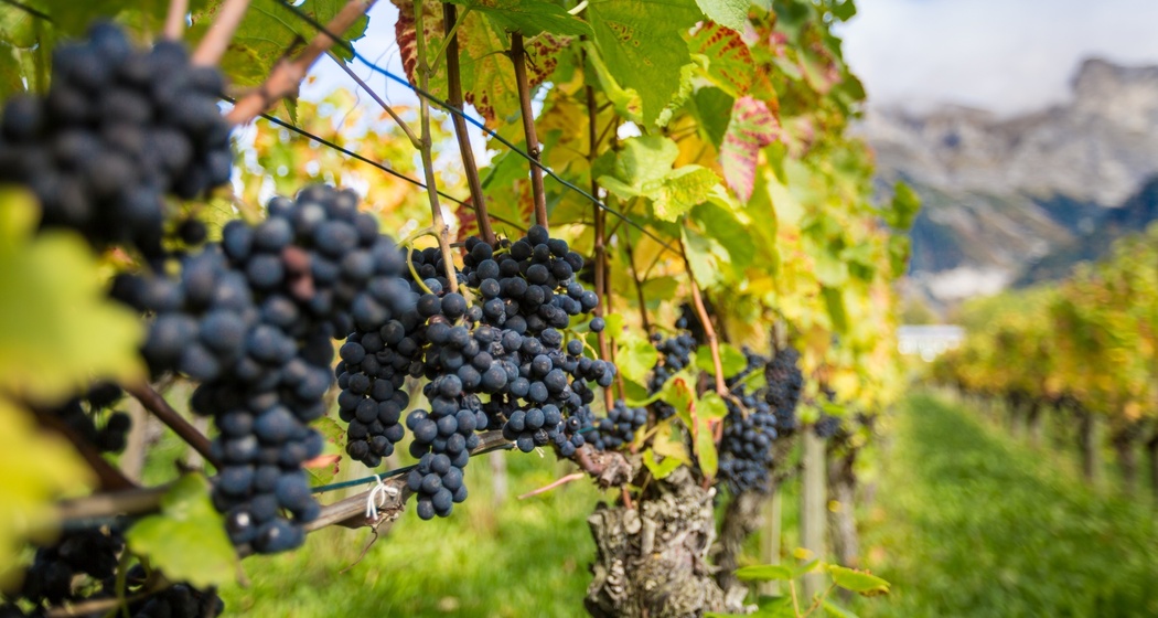 Rebberg in der Bündner Herrschaft