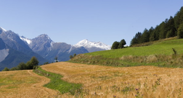 Kornterassen östlich von Sent