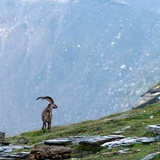 The Biferten hut with the ibex colony (oua_28985970_image)