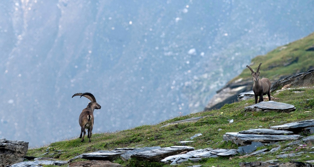 Die Bifertenhütte mit der Steinbock-Kolonie (oua_28985970_image)