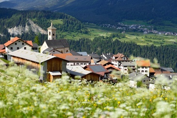 Stierva (oua_28989053_image)