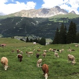 Tigignas - Fotgs - Parnoz - Savognin (Kinderwagengerecht) (oua_29337647_image)