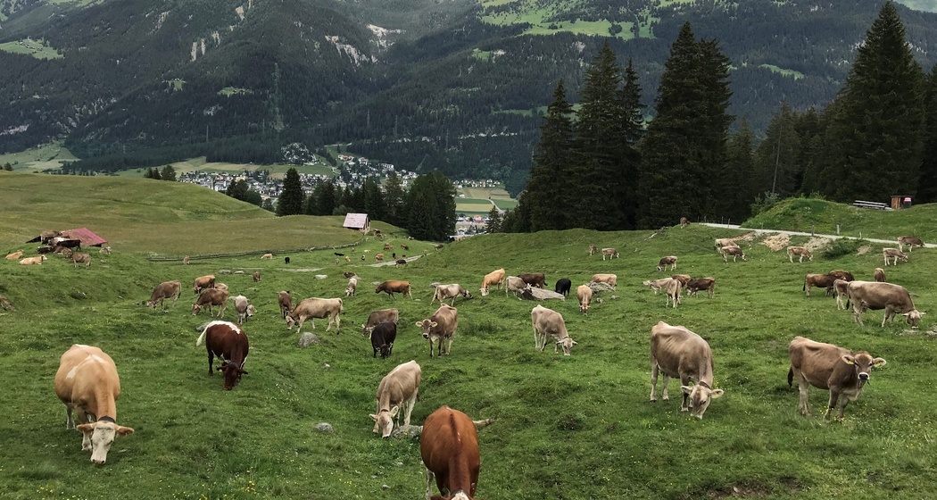 Tigignas - Fotgs - Parnoz - Savognin (Kinderwagengerecht) (oua_29337647_image)