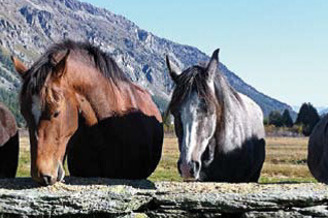 Esel, Pferdetrekking (oua_29337960_image)