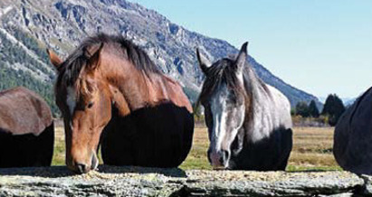 Esel, Pferdetrekking (oua_29337960_image)