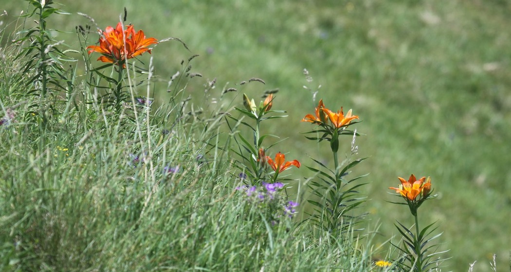 Orangerote Feuerlilie