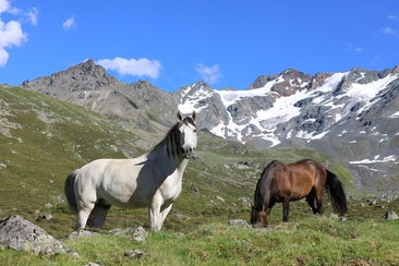 Pferde, Davos Klosters