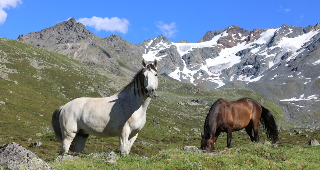 Pferde, Davos Klosters