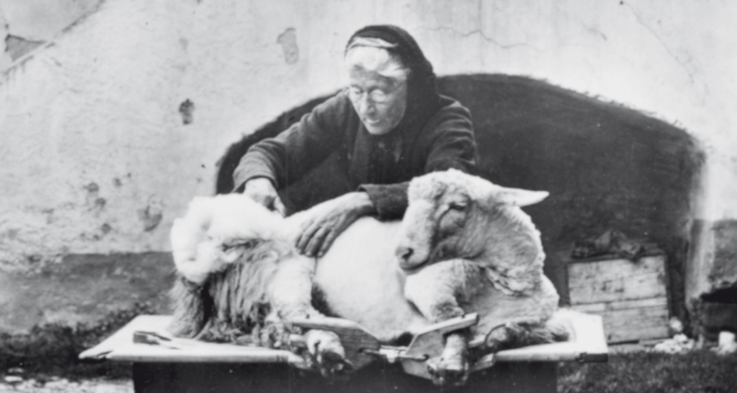 Eine Frau aus Masein bei der Schafschur. Das Schären war früher Frauenarbeit.