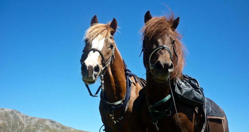 Gina's Reitschule (oua_30376322_image)