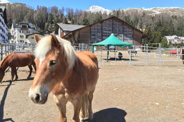 Écuries Hossmann AG (oua_30376427_image)