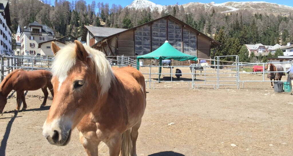 Hossmann Stallungen AG (oua_30376429_image)