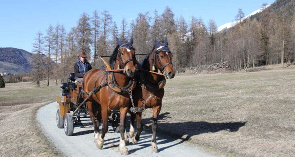 Fahr- und Reitbetrieb Zuoz (oua_30377134_image)