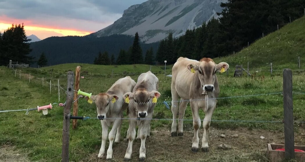 Plang Begls (oua_30581675_image)