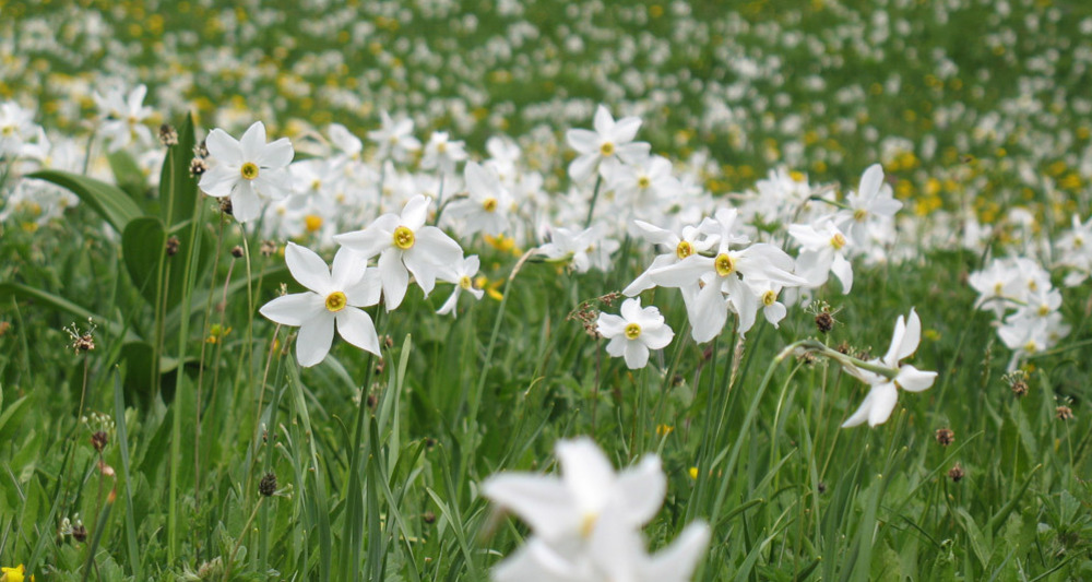 Narzissenfelder in Seewis