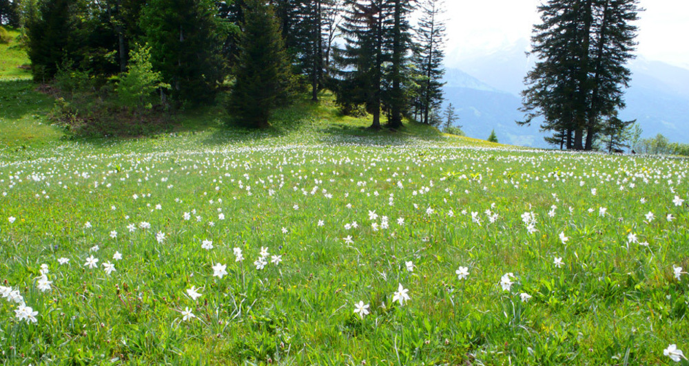 Narzissenwiese in Seewis