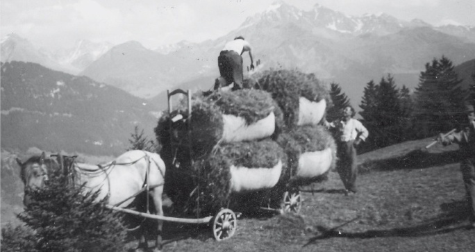Frauen und Männer halfen beim Heuen. Für den Transport wurden Kühe und Pferde eingesetzt.