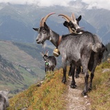 Ziegen von der Alp Puzzetta