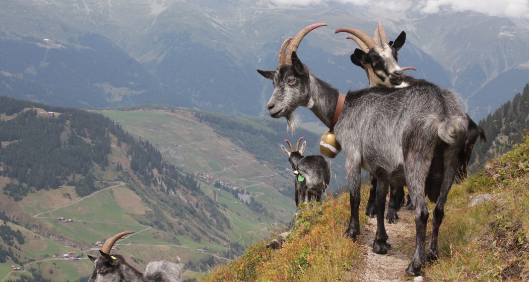 Ziegen von der Alp Puzzetta