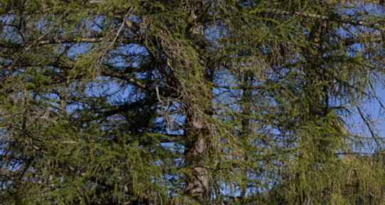 Vnà - Ramosch, via veglia (oua_32029579_image)