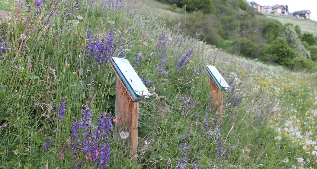 Warzenbeisserweg (oua_32176118_image)