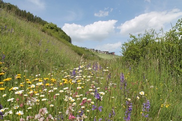 Warzenbeisserweg (oua_32176119_image)