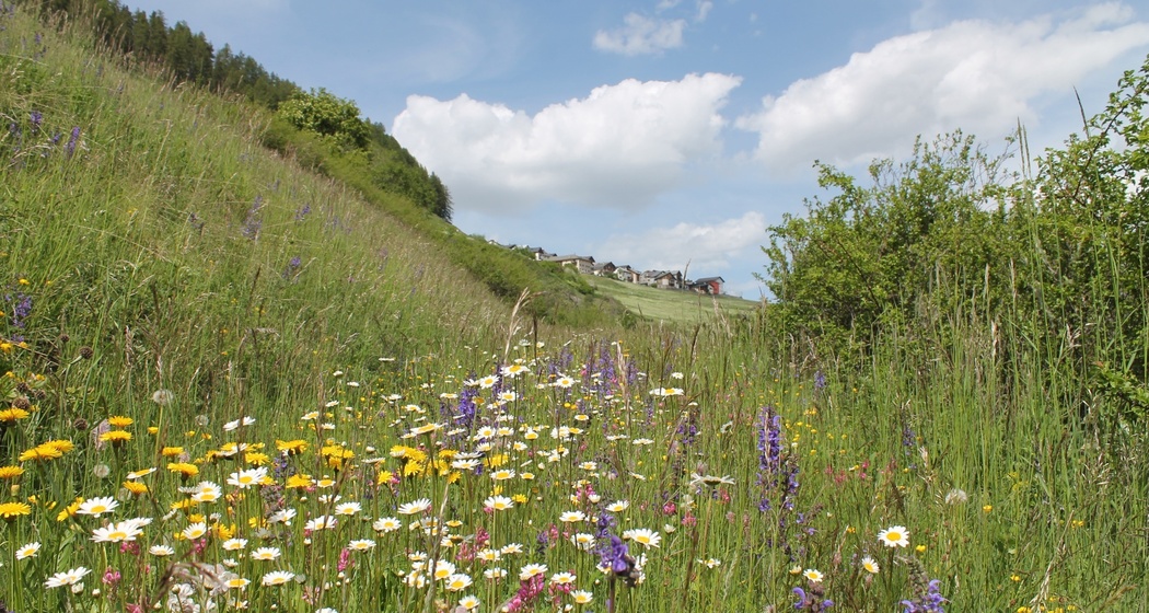 Warzenbeisserweg (oua_32176119_image)