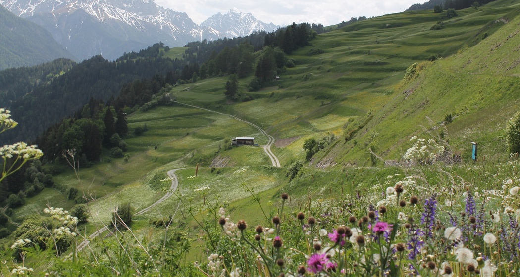 Warzenbeisserweg (oua_32176120_image)