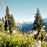 323 Alp Valpun (oua_32681844_image)