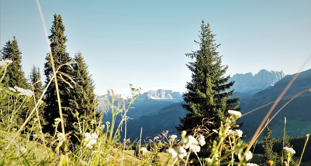 323 Alp Valpun (oua_32681844_image)