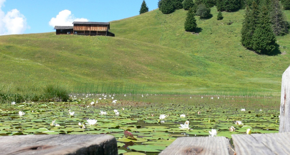 Seerosen auf dem Stelsersee