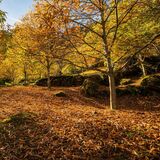 Insights into the Murg chestnut forest