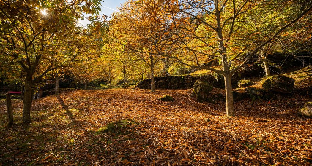 Einblicke in den Murger Kastanienwald