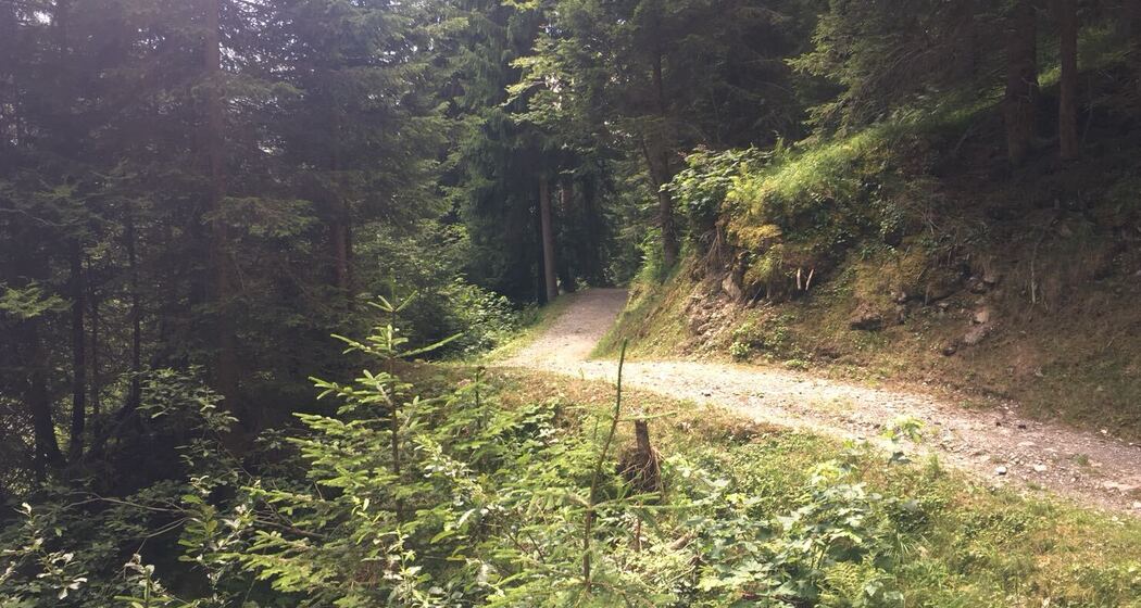 Der Weg im Wald
