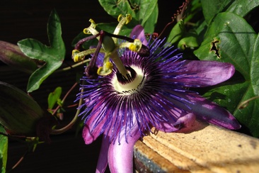 Practice Muriel - Natural healing methods (oua_33625180_image)