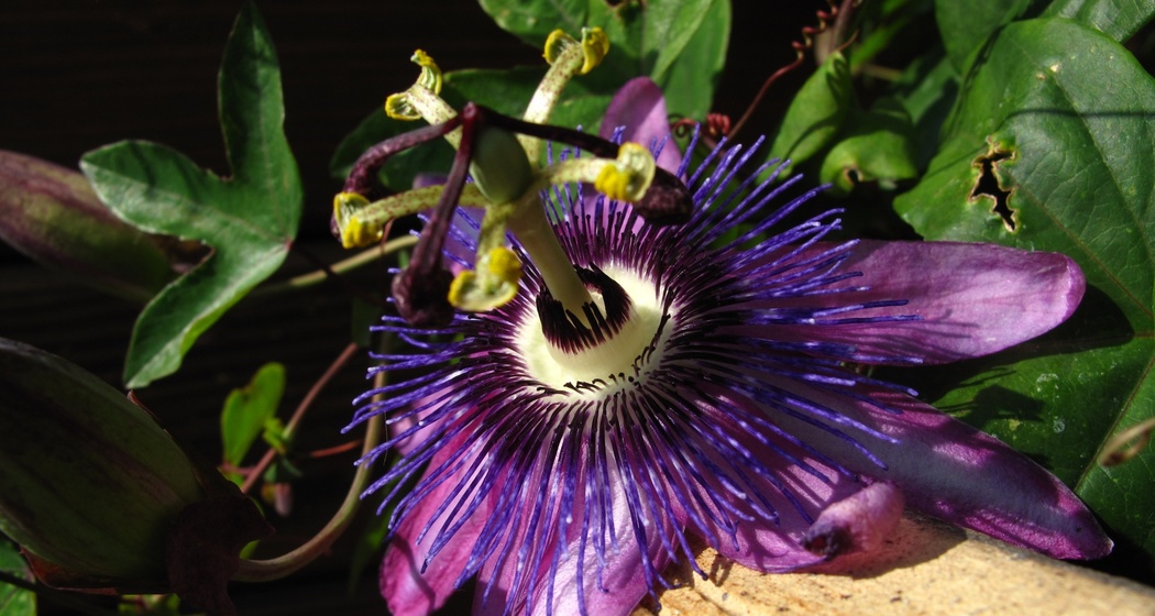 Praxis Muriel – Natürliche Heilmethoden (oua_33625180_image)